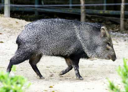 動物図鑑・クビワペッカリー